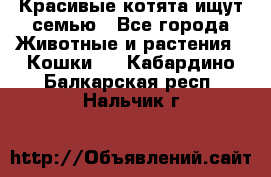 Красивые котята ищут семью - Все города Животные и растения » Кошки   . Кабардино-Балкарская респ.,Нальчик г.